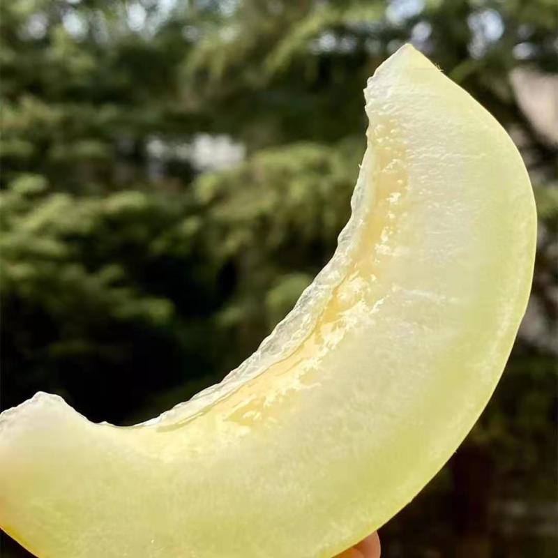 云南白皮甜瓜香瓜蜜瓜当季水果头茬现摘现发批发一件代发