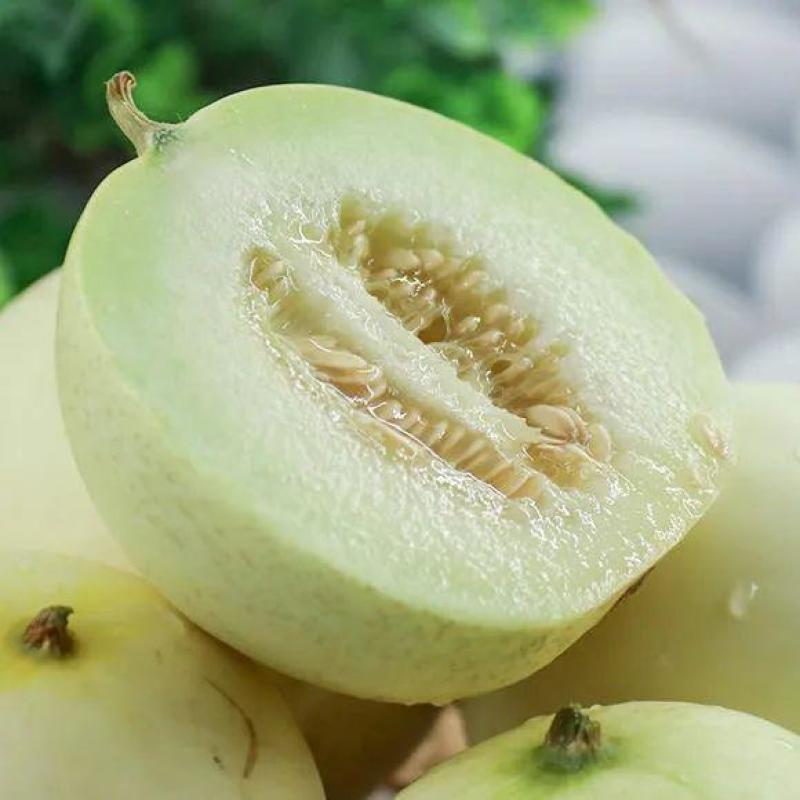 云南白皮甜瓜香瓜蜜瓜当季水果头茬现摘现发批发一件代发