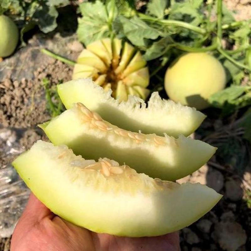 云南白皮甜瓜香瓜蜜瓜当季水果头茬现摘现发批发一件代发