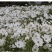 波斯菊花种子格桑花种籽子春夏开花易活花籽庭院四季野花组合