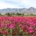 波斯菊花种子格桑花种籽子春夏开花易活花籽庭院四季野花组合