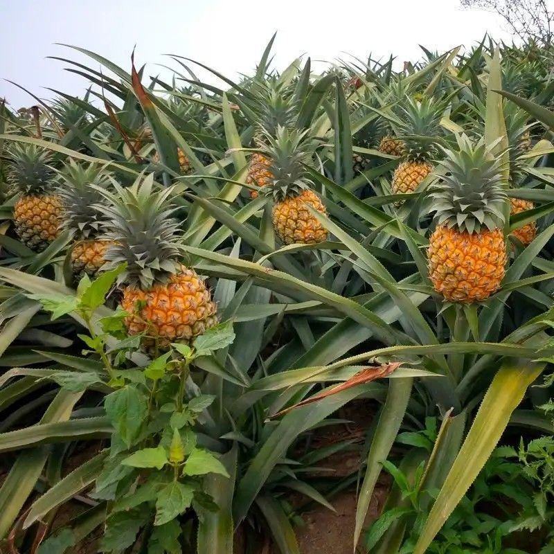 脆甜云南香水小菠萝当季现摘新鲜水果商超批发对接一件代发