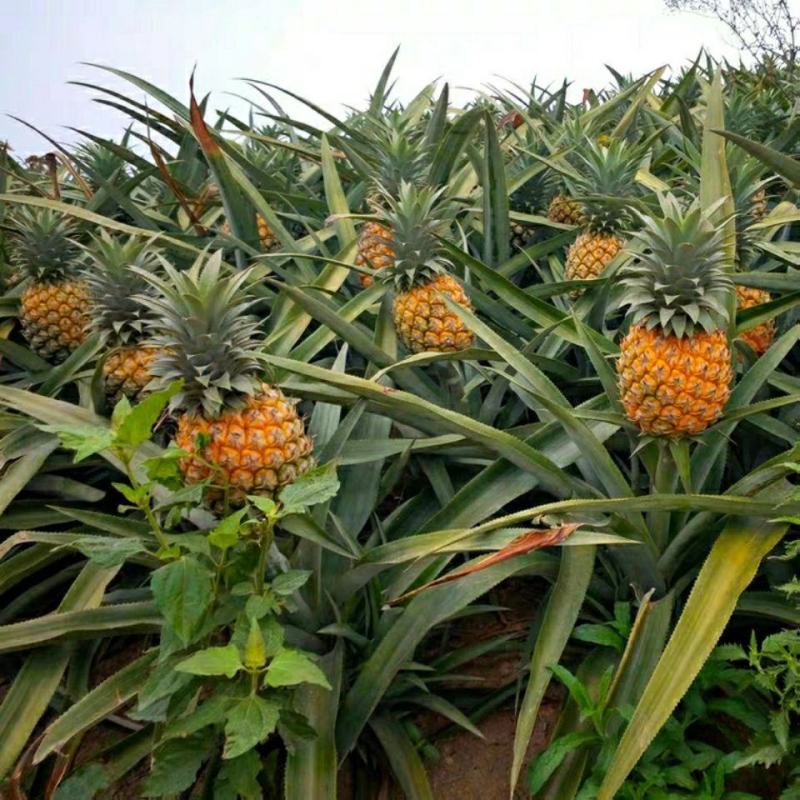 脆甜云南香水小菠萝当季现摘新鲜水果商超批发对接一件代发