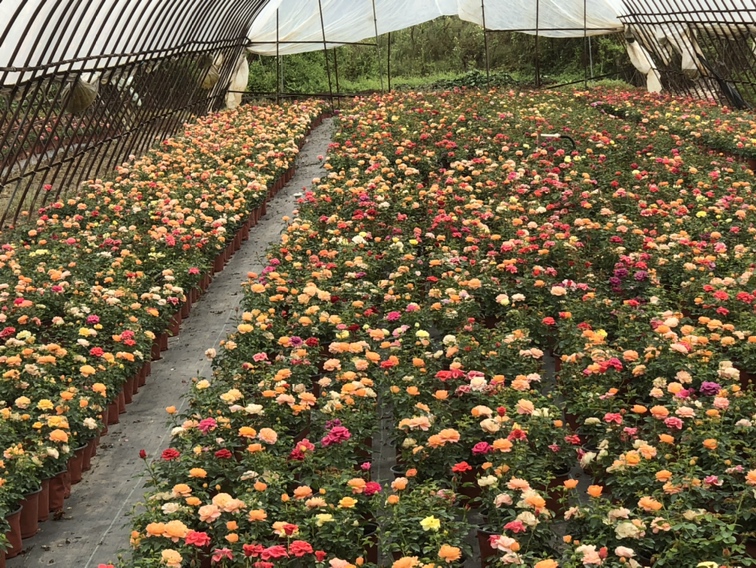 欧洲月季种植基地分布图