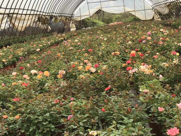 欧洲月季种植环境对比图
