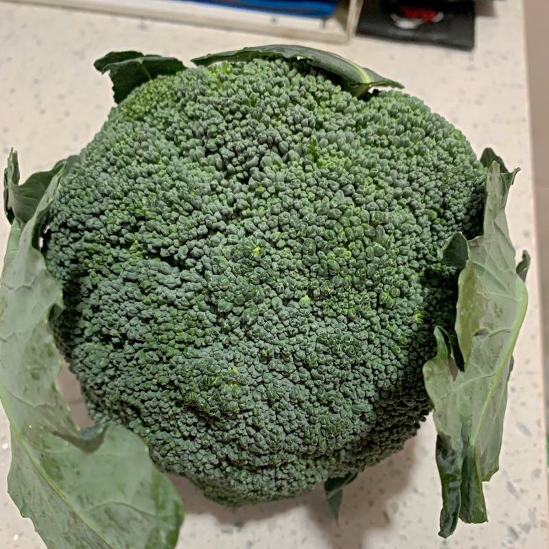 【西兰花】精品耐寒优秀西兰花产地直销全国发货量大从优