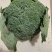 【西兰花】精品耐寒优秀西兰花产地直销全国发货量大从优