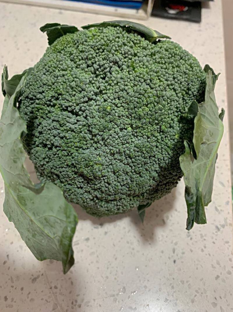 【西兰花】精品耐寒优秀西兰花产地直销全国发货量大从优