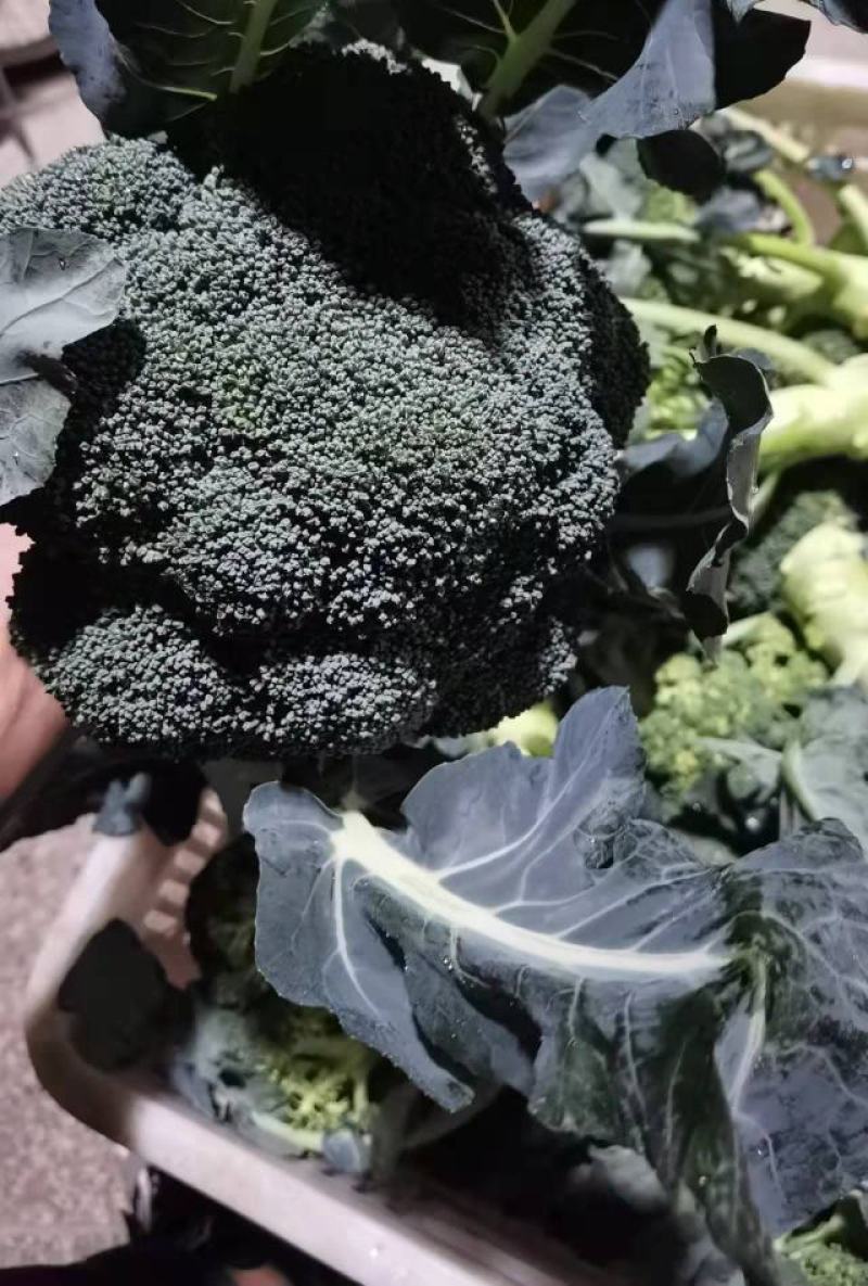 【西兰花】精品耐寒优秀西兰花产地直销全国发货量大从优