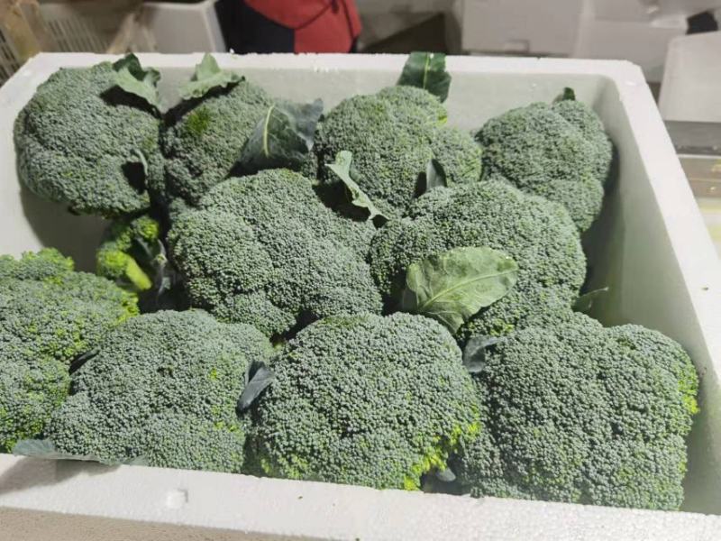 【西兰花】精品耐寒优秀西兰花产地直销全国发货量大从优