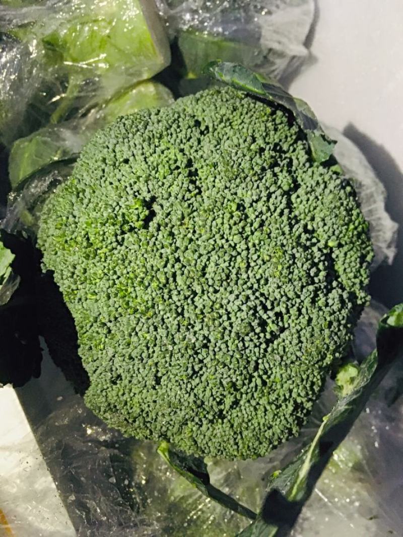 【西兰花】精品耐寒优秀西兰花产地直销全国发货量大从优