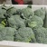 【西兰花】精品耐寒优秀西兰花产地直销全国发货量大从优