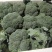【西兰花】精品耐寒优秀西兰花产地直销全国发货量大从优