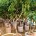 2公分妃子笑杯苗，树高1.5米以上，苗木粗壮，根系发达！