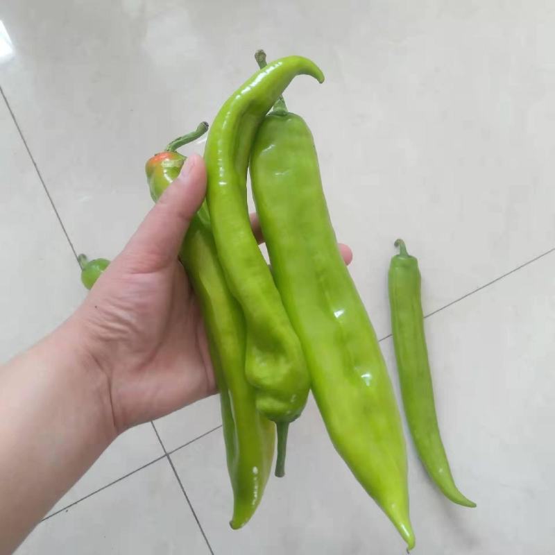【鲜辣椒】精品尖椒基地现摘现发量大从优【坏单包赔】