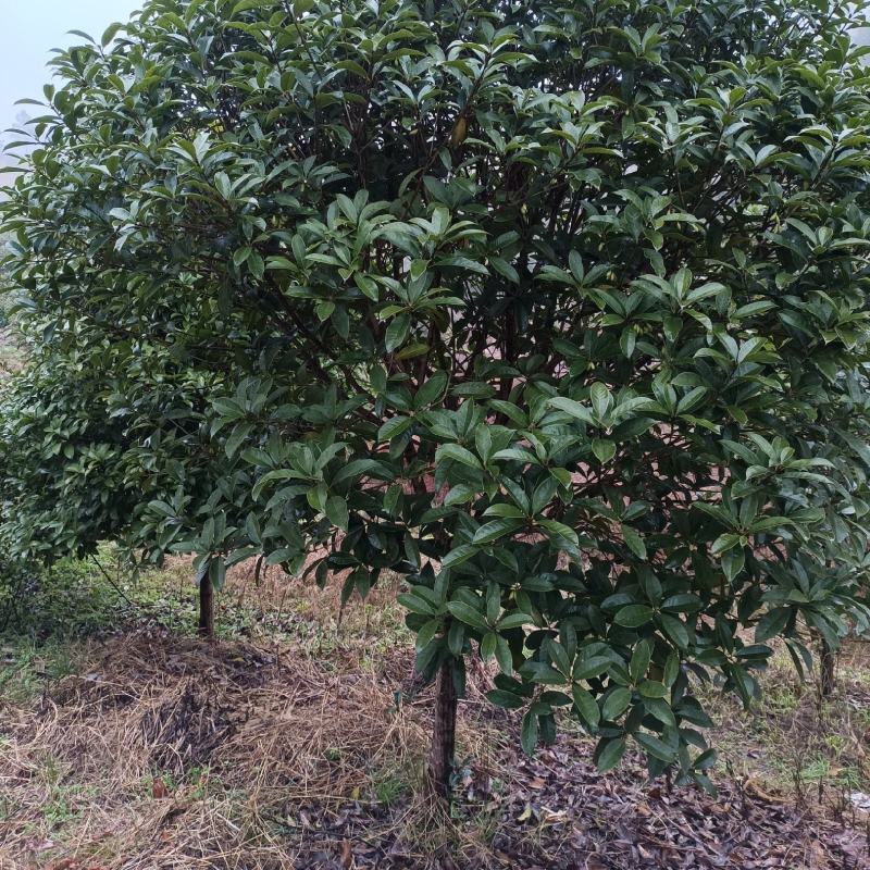 桂花树（大棵桂花树，树形好，分枝高，有红花、白花、黄花）