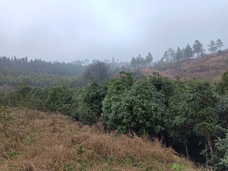 桂花树（大棵桂花树，树形好，分枝高，有红花、白花、黄花）
