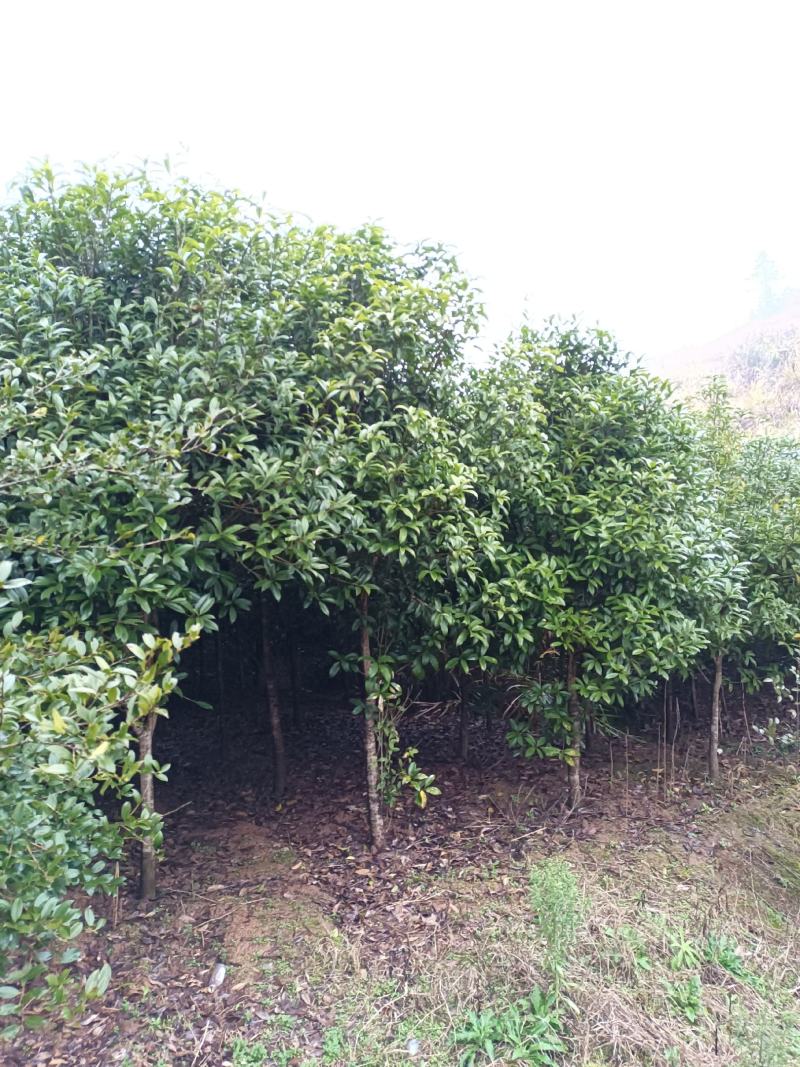 桂花树（大棵桂花树，树形好，分枝高，有红花、白花、黄花）
