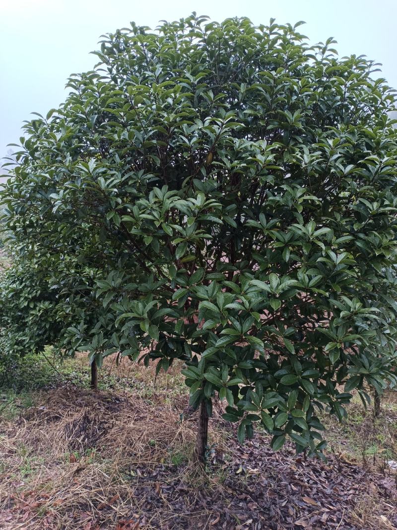 桂花树（大棵桂花树，树形好，分枝高，有红花、白花、黄花）