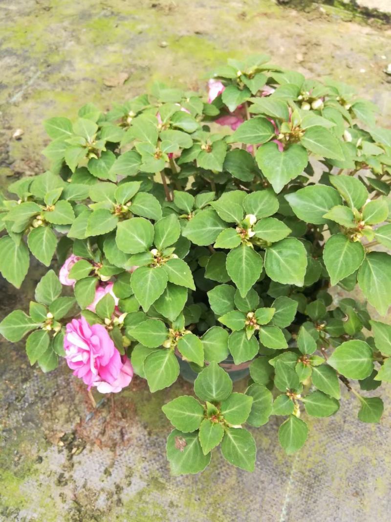 水梅优质水梅花产地直发自家基地支持实地看货