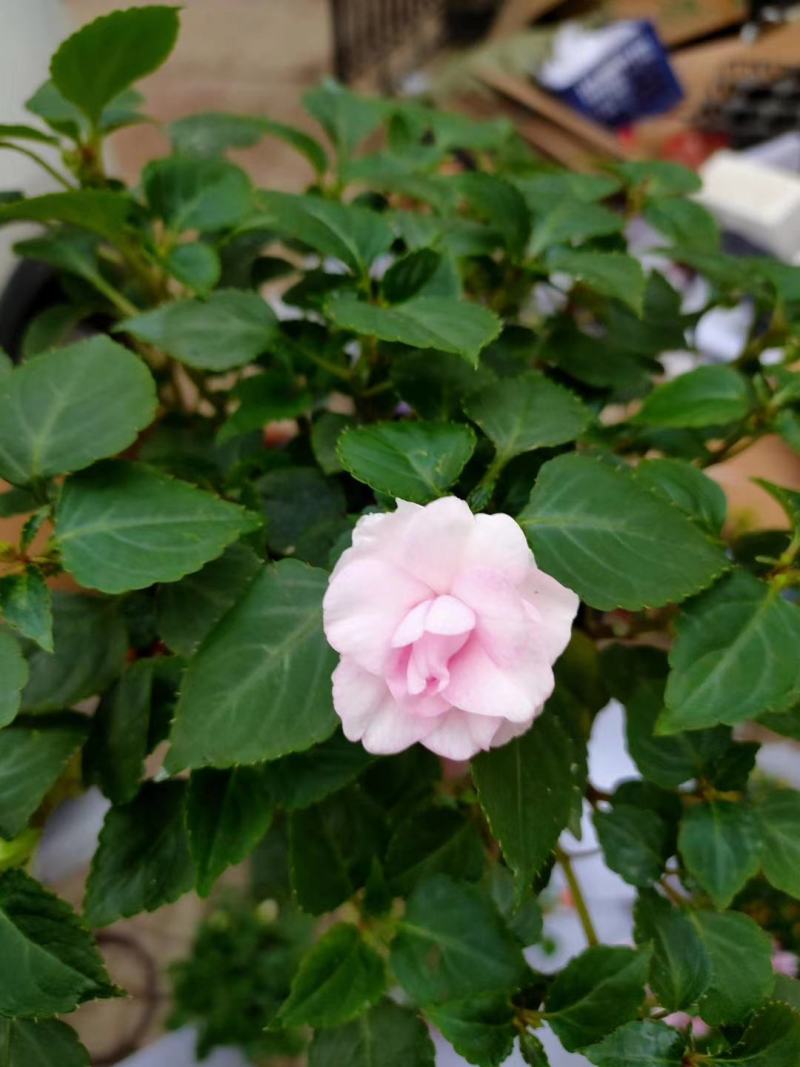 水梅优质水梅花产地直发自家基地支持实地看货