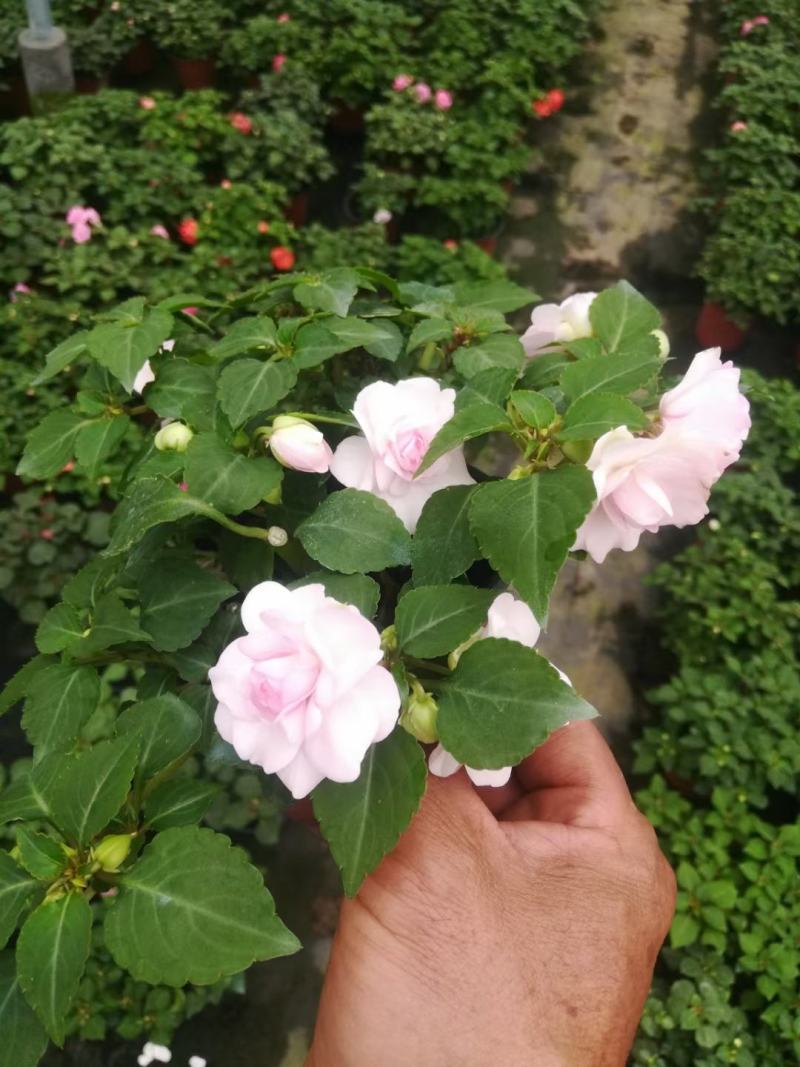 水梅优质水梅花产地直发自家基地支持实地看货