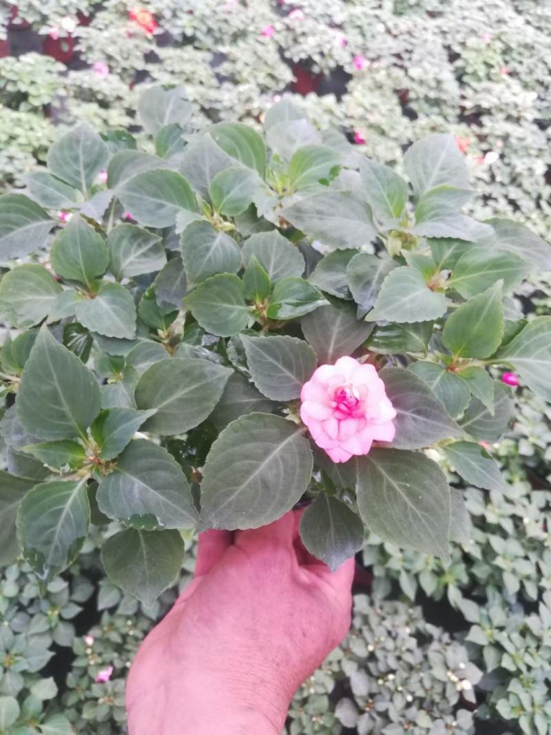 水梅优质水梅花产地直发自家基地支持实地看货