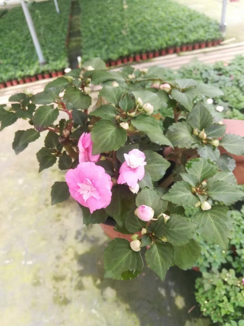 水梅优质水梅花产地直发自家基地支持实地看货