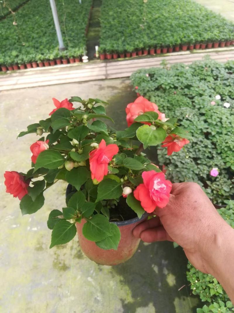 水梅优质水梅花产地直发自家基地支持实地看货