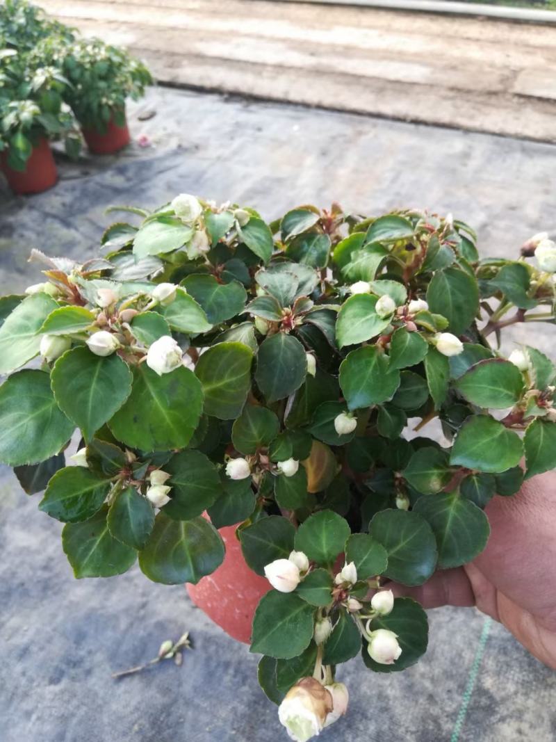 水梅优质水梅花产地直发自家基地支持实地看货
