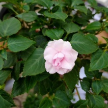 水梅优质水梅花产地直发自家基地支持实地看货