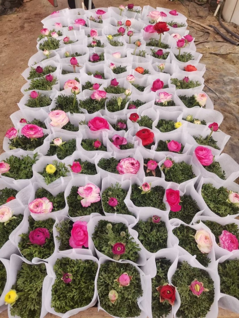 芹叶牡丹，带花苞发货，花期到五一需要老板联系