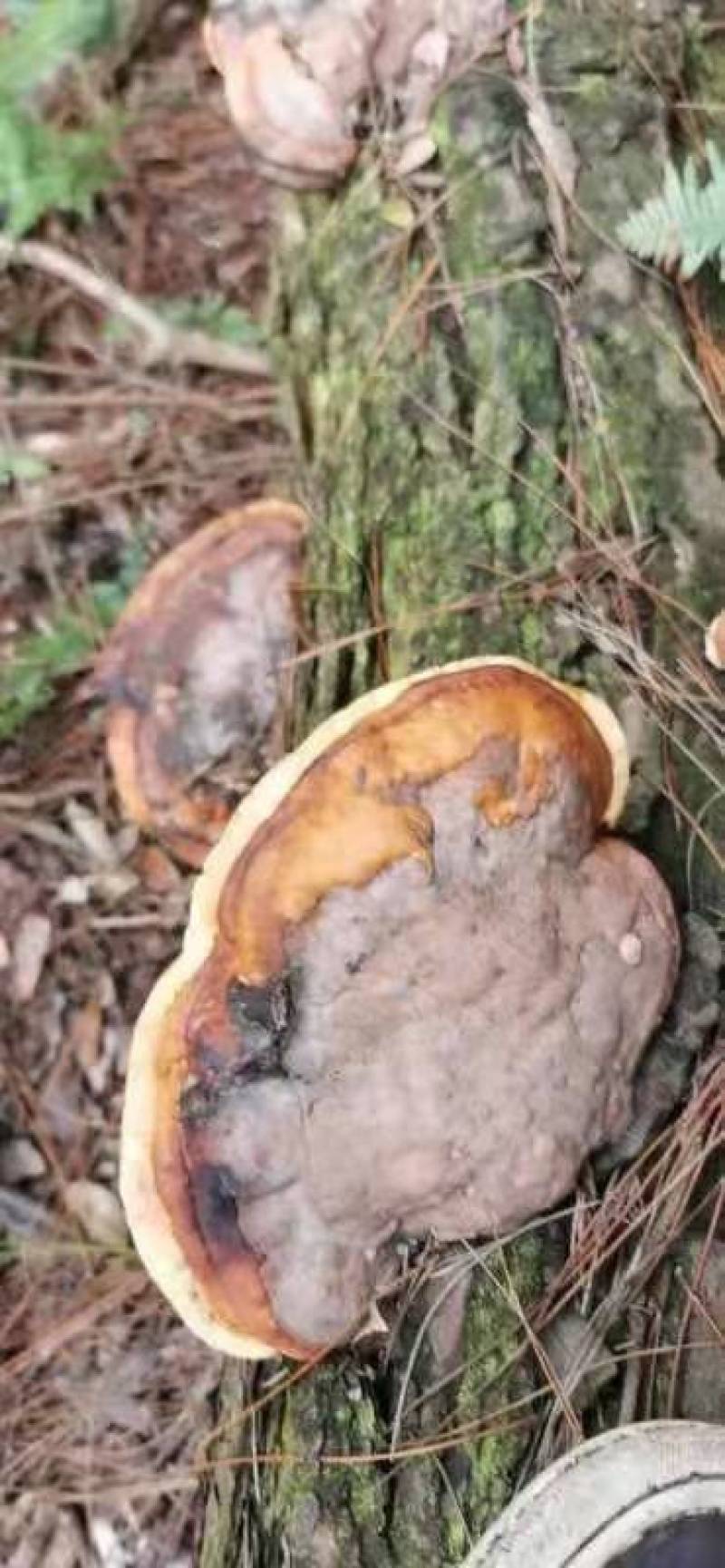 松树舌，松树灵芝生长在松树上产地直发一手货源欢迎选购