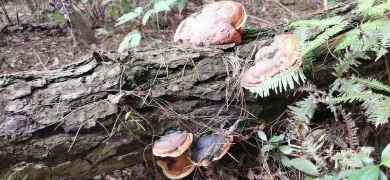 松树舌，松树灵芝生长在松树上产地直发一手货源欢迎选购