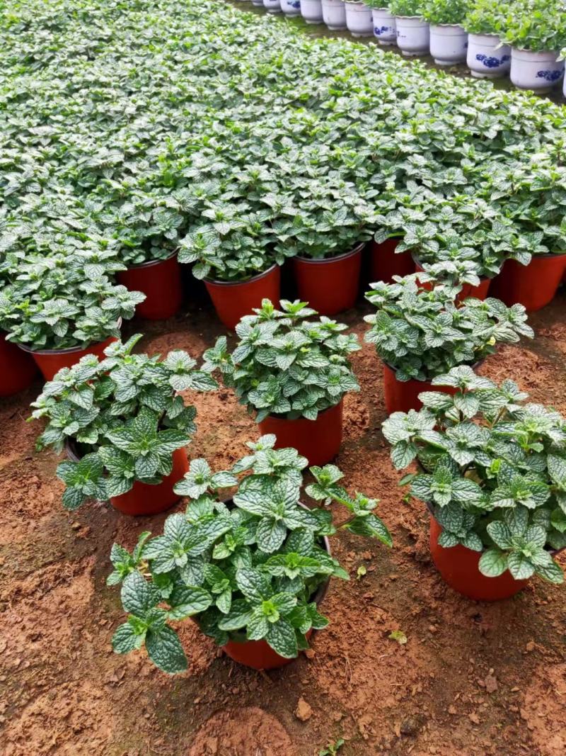 【薄荷】薄荷盆栽质量高度可控平台标准自家基地