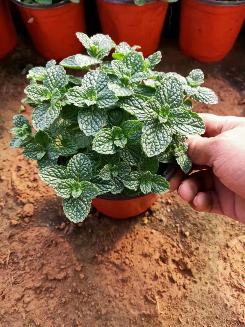 【薄荷】薄荷盆栽质量高度可控平台标准自家基地