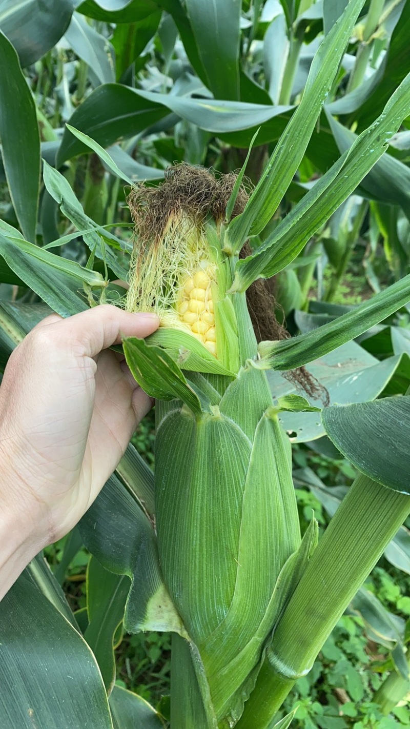 (电商玉米）现货供应，基地直发，水果玉米。一手货源