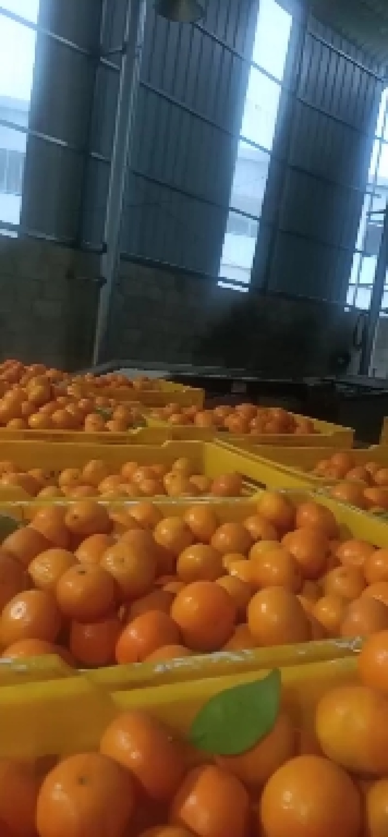 广西桂林荔浦市沃柑二级果。适合电商，美团，拼多多等平台。