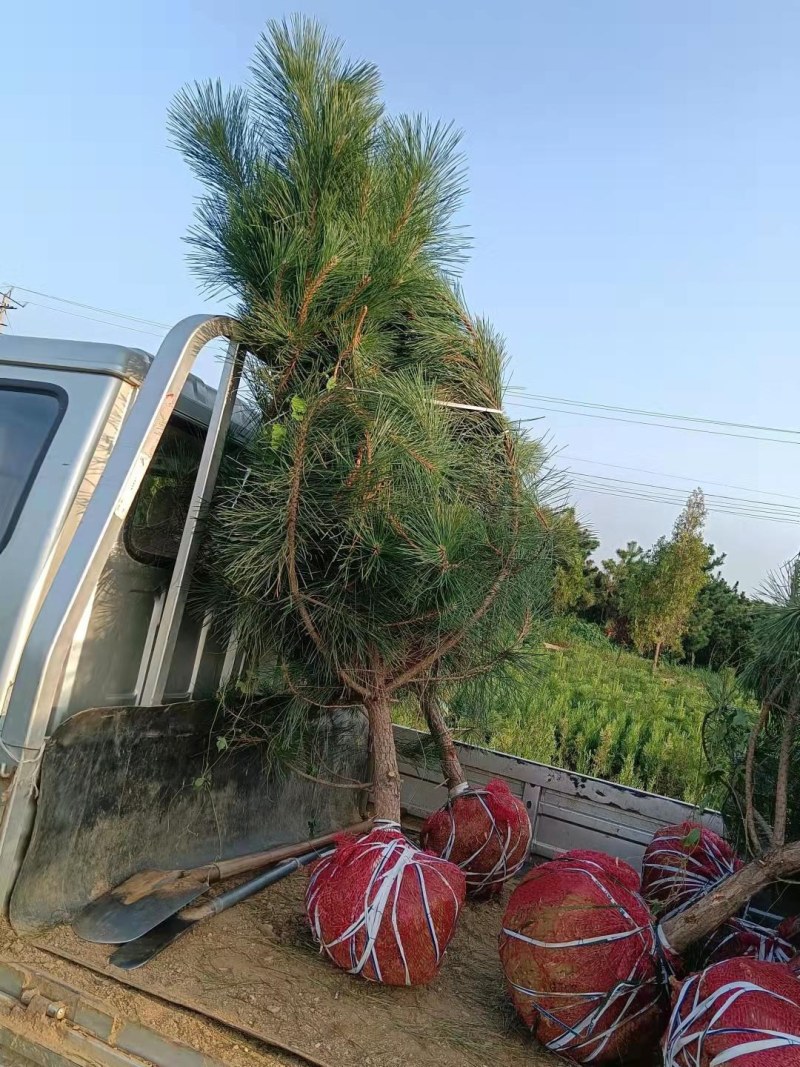 黑松\黑松苗\黑松小苗\山东黑松\黑松批发\黑松供应