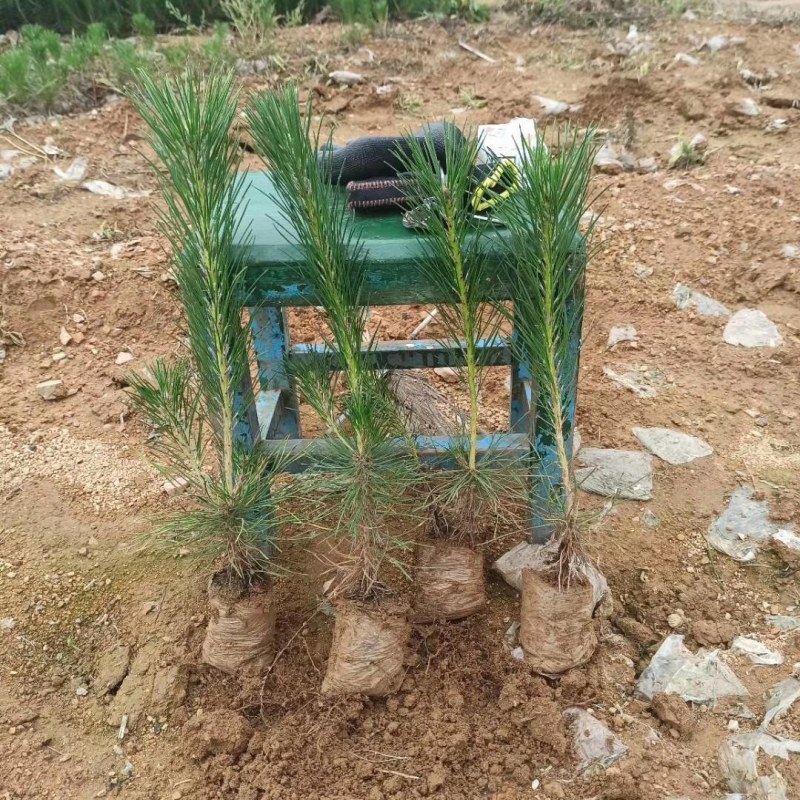 黑松\黑松苗\黑松小苗\山东黑松\黑松批发\黑松供应
