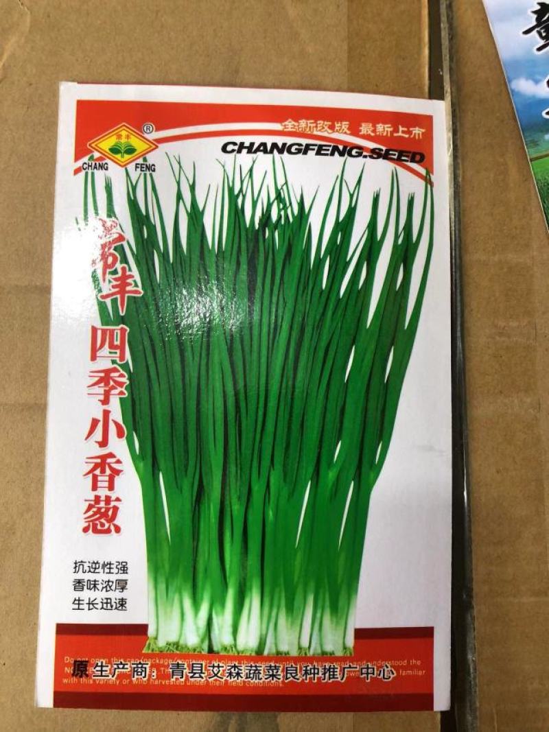 常丰葱种子