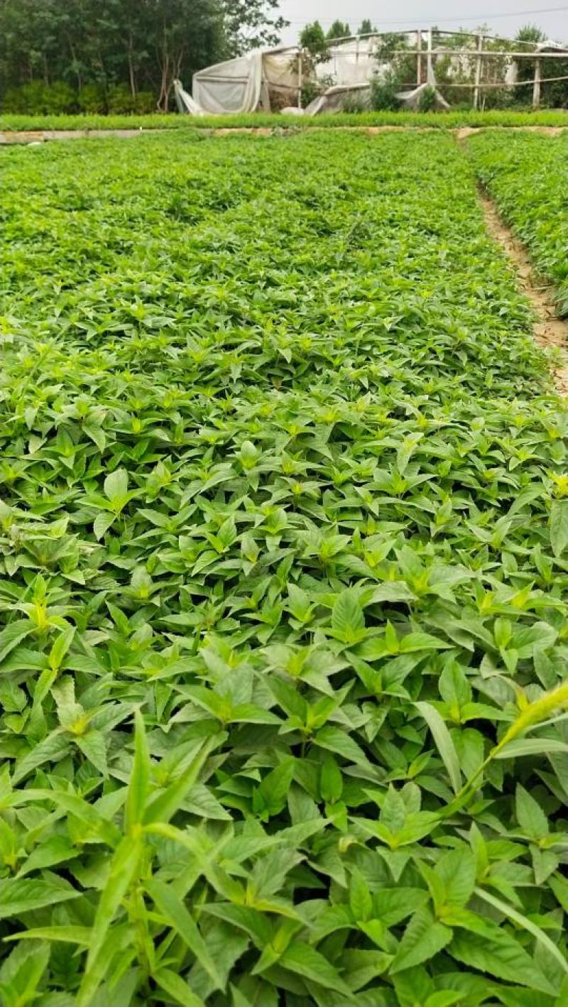 美国薄荷优质薄荷产地直销量大可优惠支持实地看货