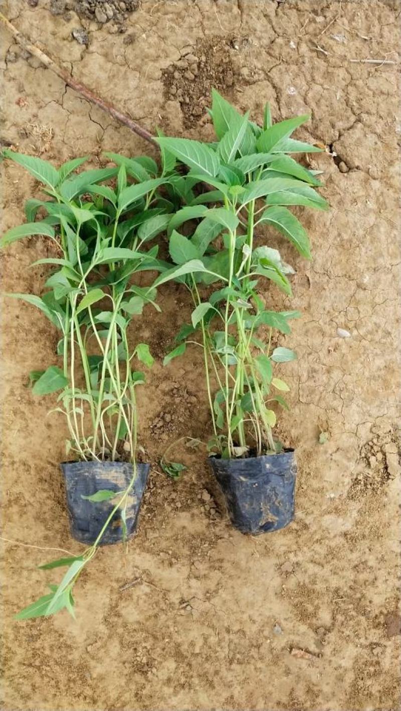 美国薄荷优质薄荷产地直销量大可优惠支持实地看货