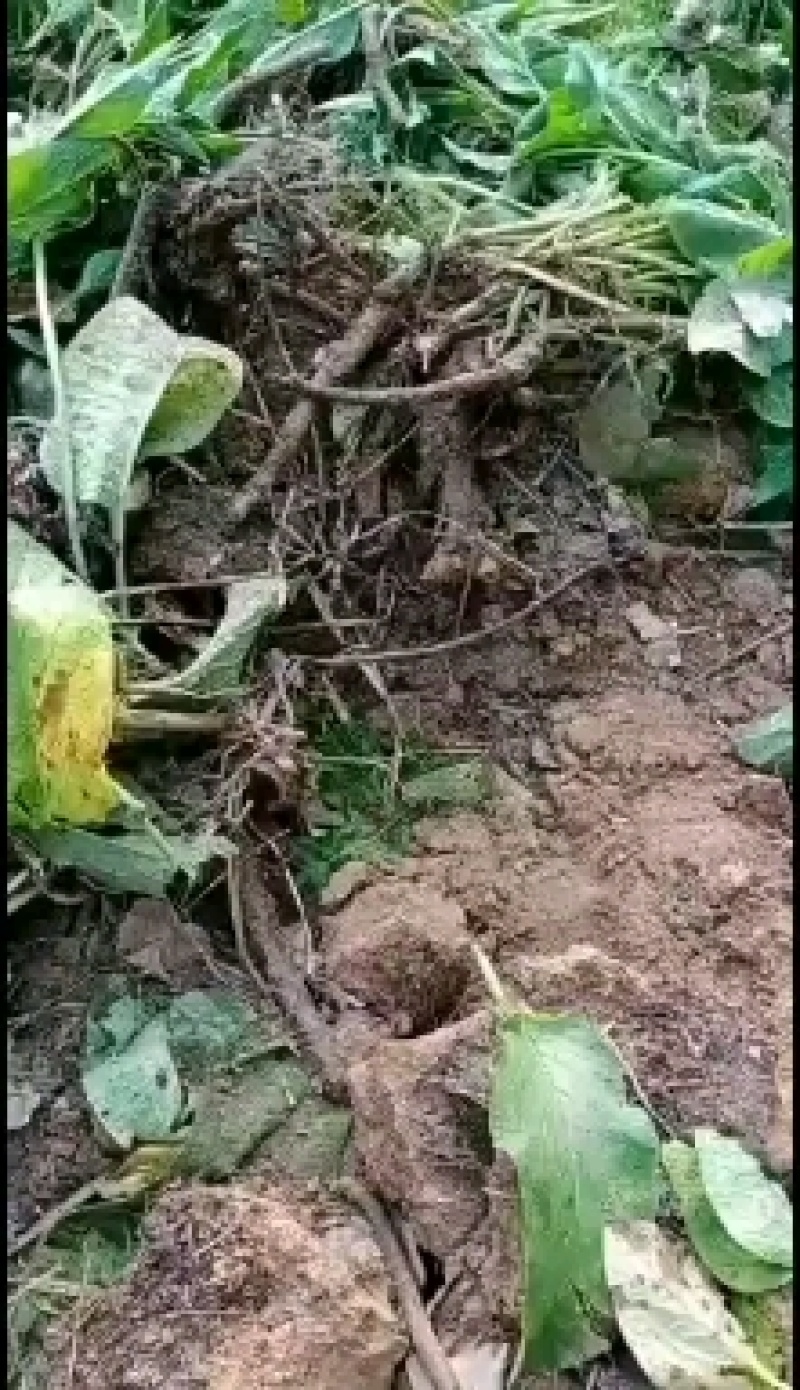 多年生牧草～俄罗斯饲料菜种根，连续收割20年耐寒耐旱高产
