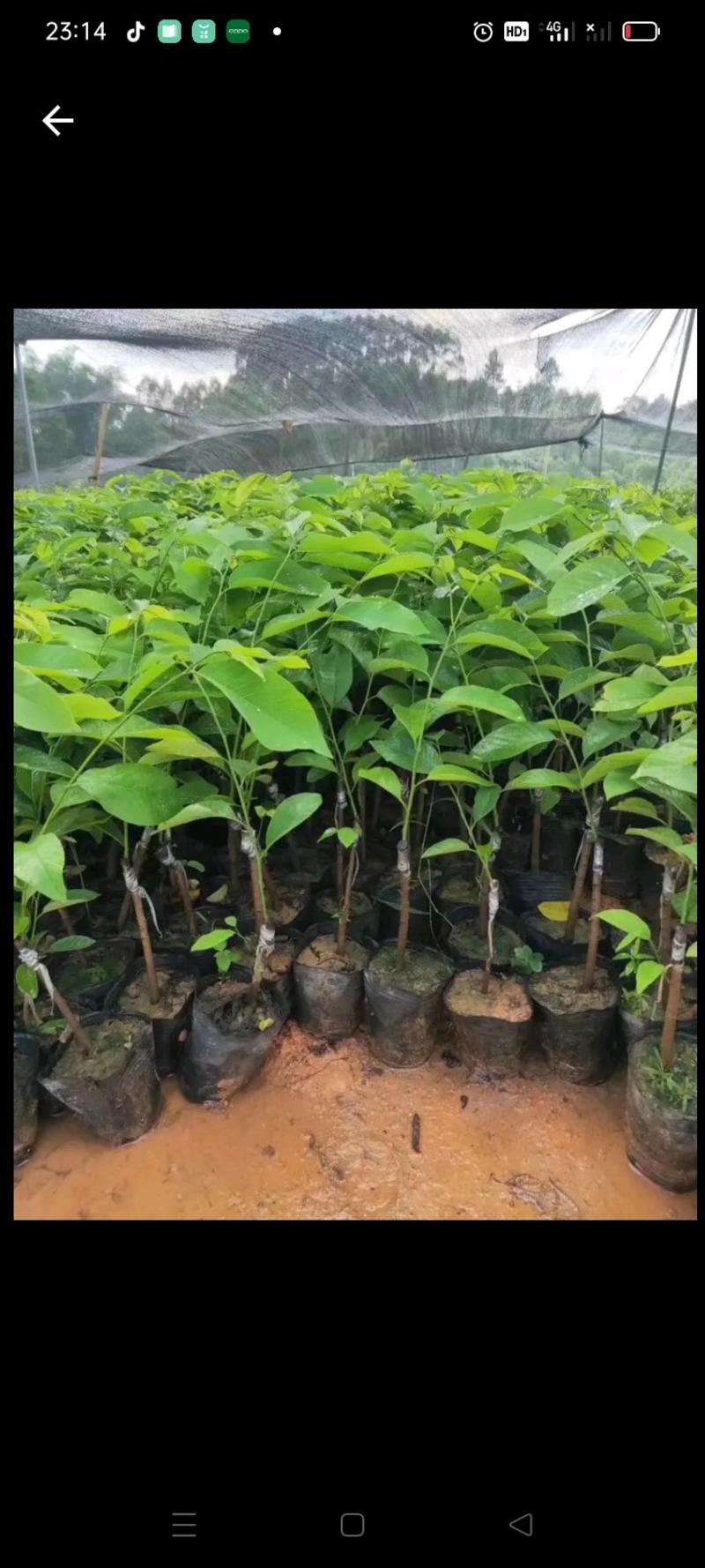 供应台湾凤梨释迦果苗，苗木粗壮，根系发达，