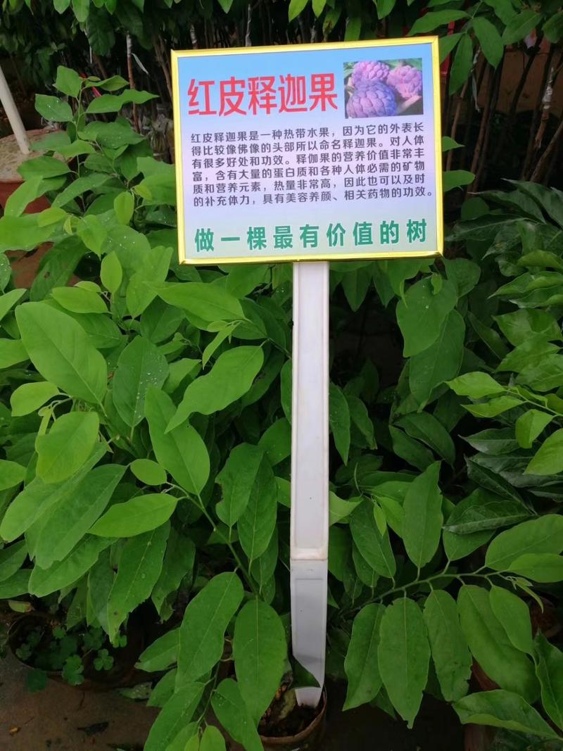 供应台湾凤梨释迦果苗，苗木粗壮，根系发达，
