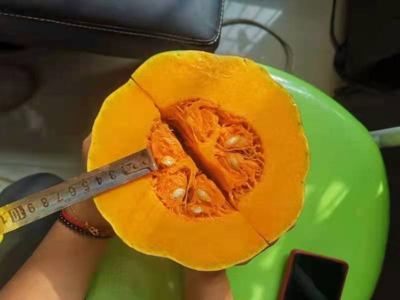 精品密本南瓜粉糯面甜大量上市先到先的全国供应