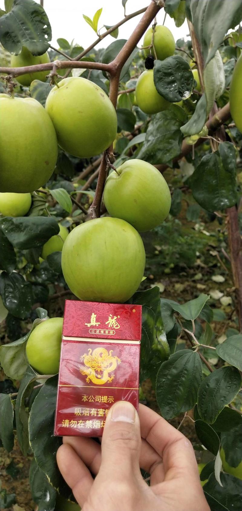 台湾大青枣苹果枣苗新品种苗现代农业品种更新