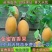新品种金蜜百香果苗甜蜜百香果树苗纯甜黄金果苗四季