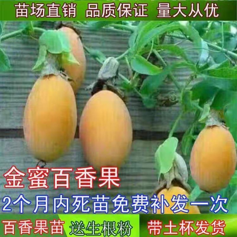 新品种金蜜百香果苗甜蜜百香果树苗纯甜黄金果苗四季